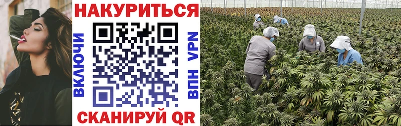 Конопля сатива Нефтегорск